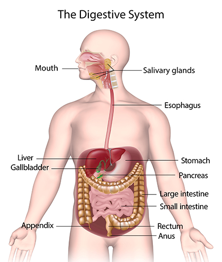 Digestive Disorders