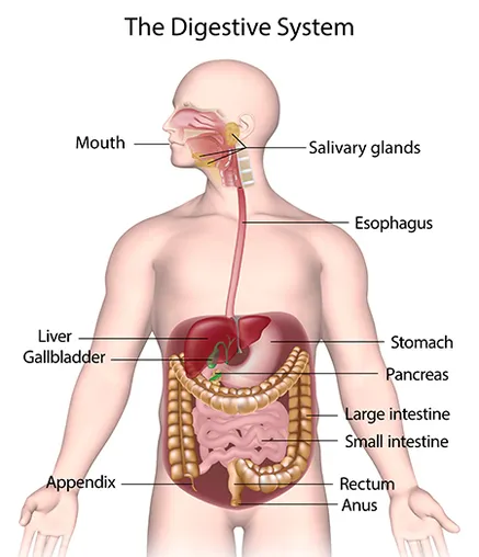 Digestive Disorders
