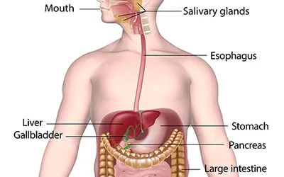 Digestive Disorders